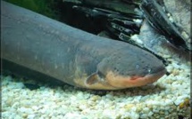 Les anguilles électriques agissent comme des Tasers