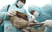 La France vulnérable face au retour de la grippe aviaire en Europe
