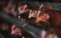 Grippe aviaire au Canada : l'abattage de 80 000 volailles a commencé