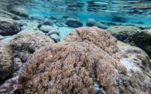 Un corail assassin menace récifs vénézuéliens et, au-delà, les Caraibes
