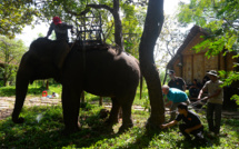 Les deux-tiers de l'habitat des éléphants d'Asie détruits en trois siècles