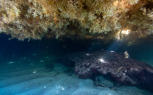 Capesterre de Marie-Galante, résigné face au fléau des sargasses
