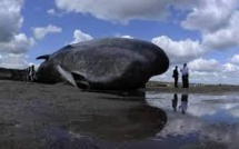 Six cachalots s'échouent en Australie