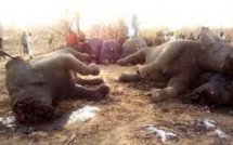 Le massacre des éléphants d'Afrique "hors de contrôle", extinction possible en une génération