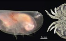 Conférence publique : "Il y a 252 Millions d’années, la plus grande extinction de l’histoire de la Vie : que nous apprennent les Ostracodes (micro-crustacés) ?"