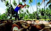 La noix de coco, principal revenu dans les atolls polynésiens