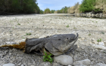 Sécheresse: beaucoup plus de départements concernés par des restrictions cette année