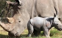 Naissance rarissime d'un rhinocéros blanc au zoo d'Amnéville