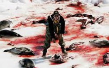 Chasse aux phoques: la Fondation Bardot satisfaite de l'arrêt des aides en Norvège