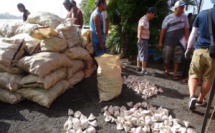 Fin de saison des trocas : les coquilles sur le départ