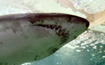 Un adolescent tué par un requin en Australie