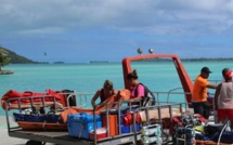 Les tavana hau peinent à trouver leur place