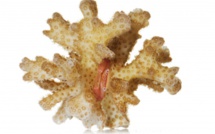 Ces crabes qui protègent les coraux