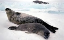 La grippe aviaire décime les phoques en Scandinavie