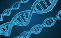 Des scientifiques dévoilent un premier "pan-génome" humain