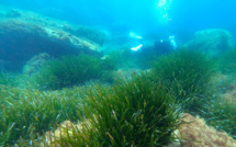 De l'urgence de protéger les posidonies, "forêts bleues" de la Méditerranée