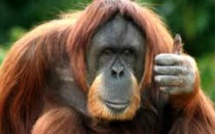 L'Argentine reconnaît le droit à un orang-outan d'être libre
