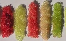 Citron caviar: fruit indigène d’Australie sur les grandes tables du monde