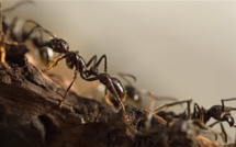 Des fourmis orientées à gauche