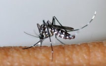 Chikungunya : plus de 50 000 cas confirmés