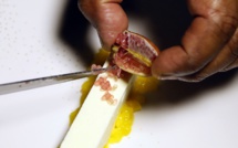 Citron caviar: fruit indigène d’Australie sur les grandes tables du monde