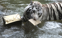 Dix photos insolites de Noël