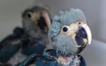 Brésil : naissance de deux perroquets bleus, une espèce en voie de disparition
