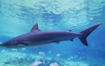 Nouvelle morsure de requin en Australie
