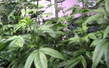 USA: un ancien sénateur va diriger une entreprise vendant du cannabis