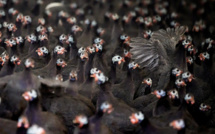 Grippe aviaire: des vaccins "très efficaces" sur les canards