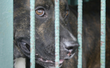 Un enfant de 3 ans mordu à la tête par un pitbull 