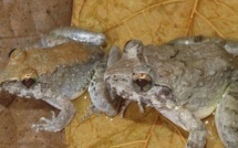 Découverte d'une première grenouille à avoir accouché de têtards (étude)