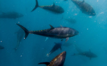 Pour s'attaquer à la surpêche, l'UE va durcir les contrôles et mieux surveiller les navires