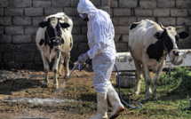 Tique: la fièvre du Congo pourrait se propager en France avec le dérèglement climatique