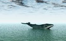 Le Japon va conduire prochainement des recherches sur les baleines dans l'Antarctique, mais sans les chasser