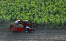 Guadeloupe: la filière de la canne à sucre, ultra subventionnée, croit en l'avenir