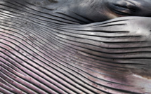 Norvège: un projet controversé sur les baleines suspendu après la noyade d'un cétacé