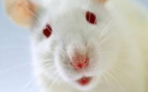 Un implant neuronal permet à des rats paralysés de remarcher: un espoir pour les humains