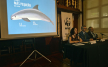 Une dizaine de marsouins du Pacifique, espèce en voie d'extinction, observée au large du Mexique