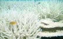 Des coraux victimes de "blanchissement" peuvent redevenir sains