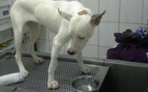 Blancblanc, symbole des chiens maltraités