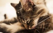 Russie: un chat a sauvé la vie d'un bébé abandonné près d'un vide-ordures