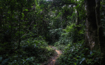 La planète a perdu un terrain de football de forêt vierge toutes les 5 secondes