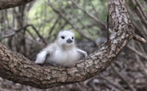 Biodiversité : Les trésors cachés de Scilly et Mopelia