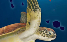 Te Mana o te Moana réédite en tahitien son livret sur les tortues marines