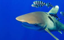 L'ONU progresse vers un traité pour protéger la biodiversité en haute mer