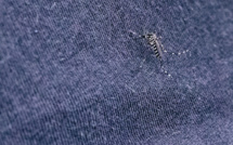 Dengue: en 2022, la situation a été "exceptionnelle" en France métropolitaine