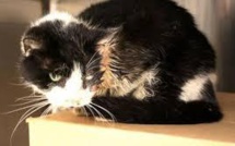 Bart, le chat "zombie", sort de sa tombe après avoir été enterré par erreur