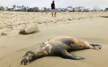 En Californie, des algues contaminées font des ravages chez les otaries