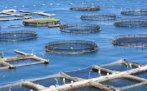 L'aquaculture, une "schizophrénie française"